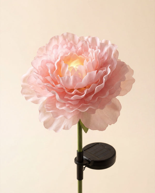 La Pivoine solaire